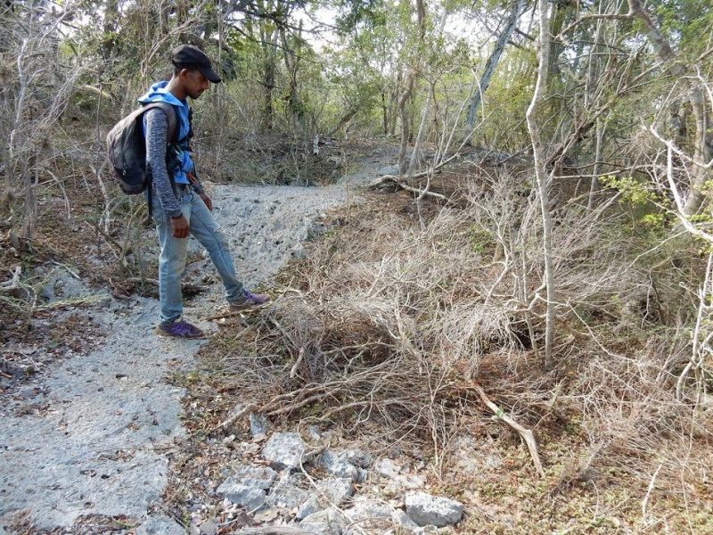 Secadora de hojas en el bosque del Jaragua. Los saqueadores riegan los sacos y ponen marcas para localizarlos y luego sacarlos.  Grupo Jaragua.