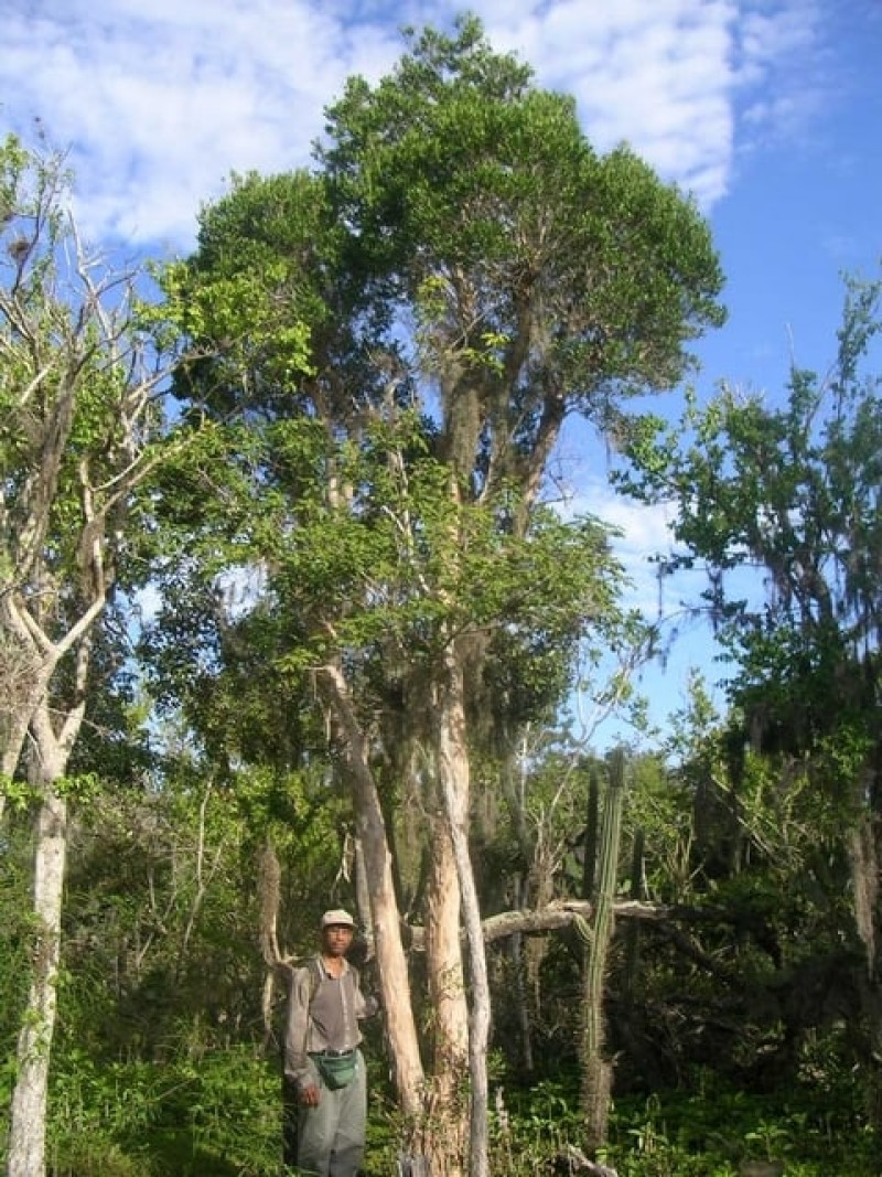De acuerdo con el Grupo Jaragua, sólo quedan árboles de esta planta en zonas remotas y de difícil acceso. Grupo Jaragua.