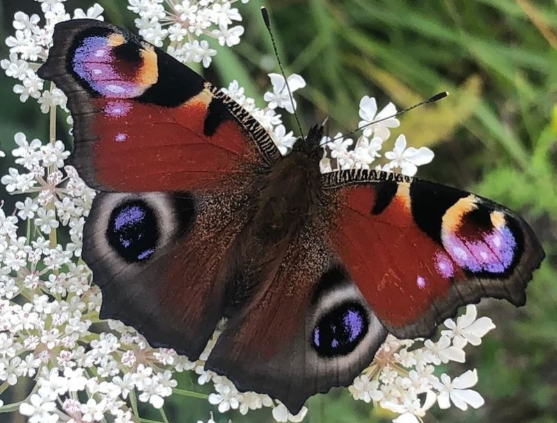 Una mariposa pavo real (Aglais io) tiene manchas oculares en la superficie superior de cada ala delantera y trasera que parecen mirarte a los ojos. - HANNAH ROWLAND