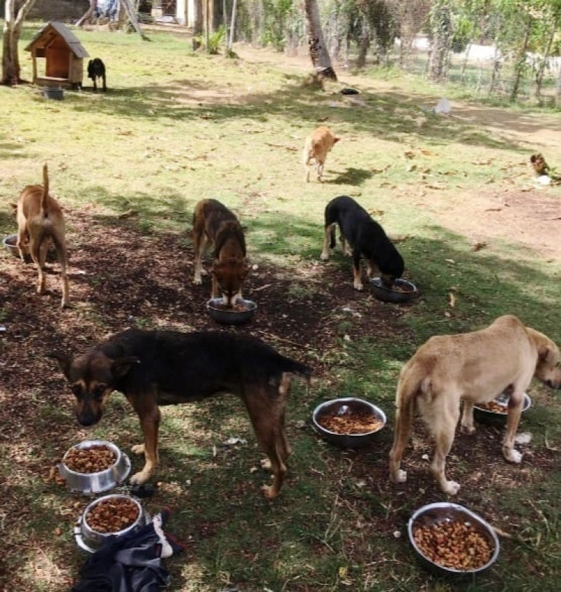 La fundación brinda refugio a unos 300 perros actualmente.  Quisqueya en Desarrollo