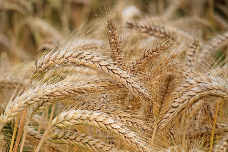 Imagen alusiva a los granos y cereales. Foto: Fuente Externa.