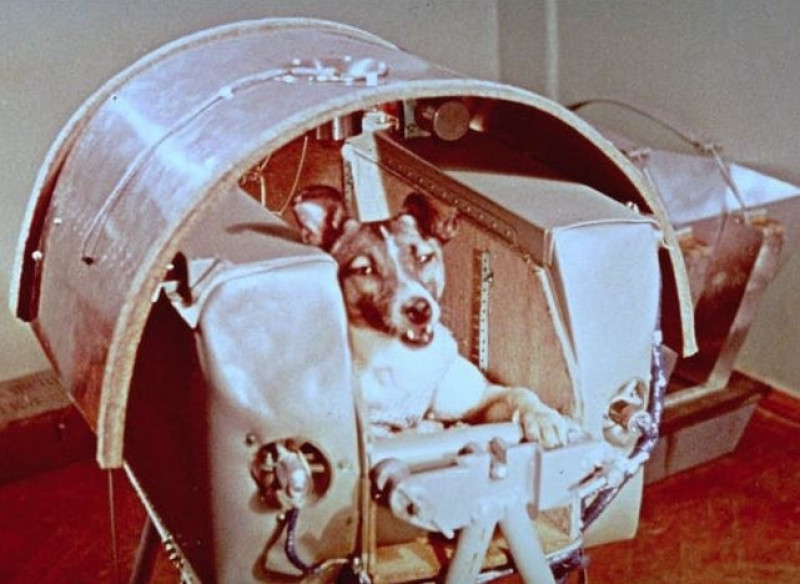 Archivo - La perra Laika, antes del lanzamiento en el Sputnik 2 - NASA - Archivo