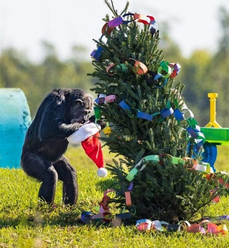Chimpancés disfrutan de la navidad. Foto: Save the Chimps