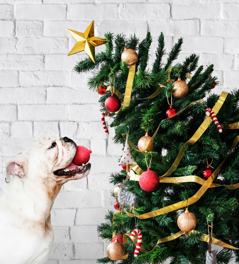 Árbol navideño, atracción y riesgo para un simpático Bulldog. Foto: Nutritienda.