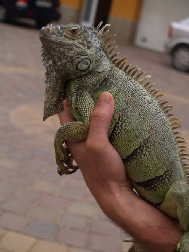 Iguana marina. Foto: Europa Press