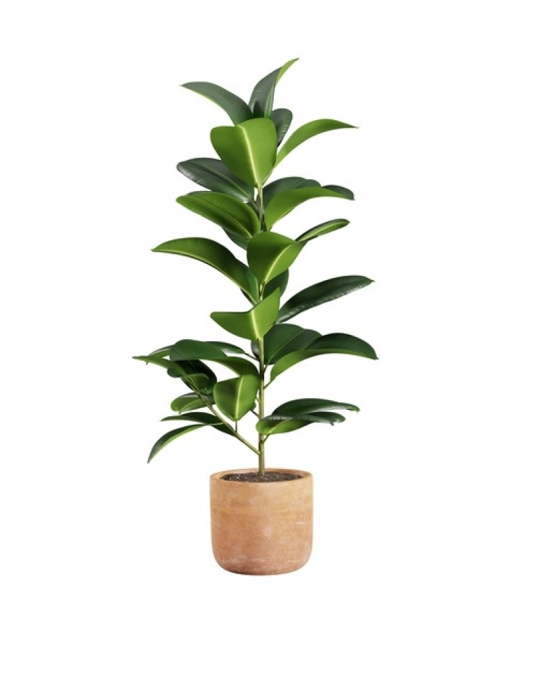 Ficus elástica o árbol del caucho, de hojas muy duras, es también de las más resistentes. Istock/LD