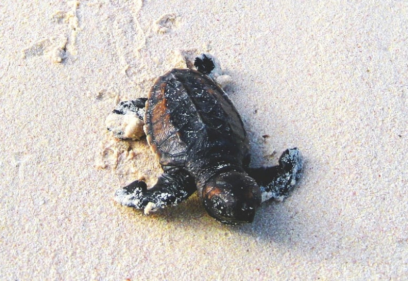 Números. En el conteo de la última temporada, que realizan en diciembre, 106 hembras anidaron en la isla.  Itock / LD