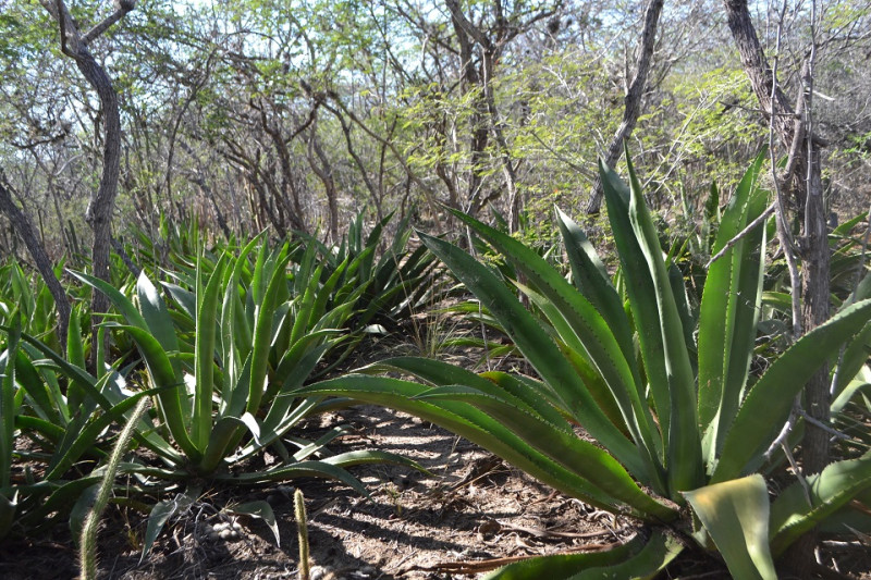 Creciendo. Población de agave recuperada del desmonte para el parque solar. Yaniris López/LD