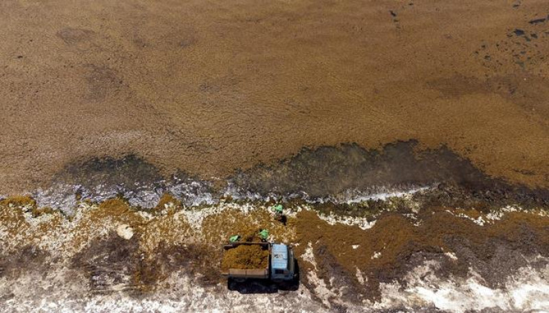 Acumulación de sargazo en las costas de República Dominicana.  ©EFE / Archivo Listín Diario