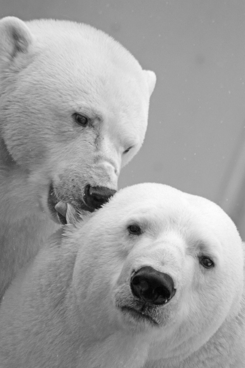 El pelaje del oso polar es esencialmente una fibra óptica natural que conduce la luz solar hasta la piel del oso. Foto: Pixabay