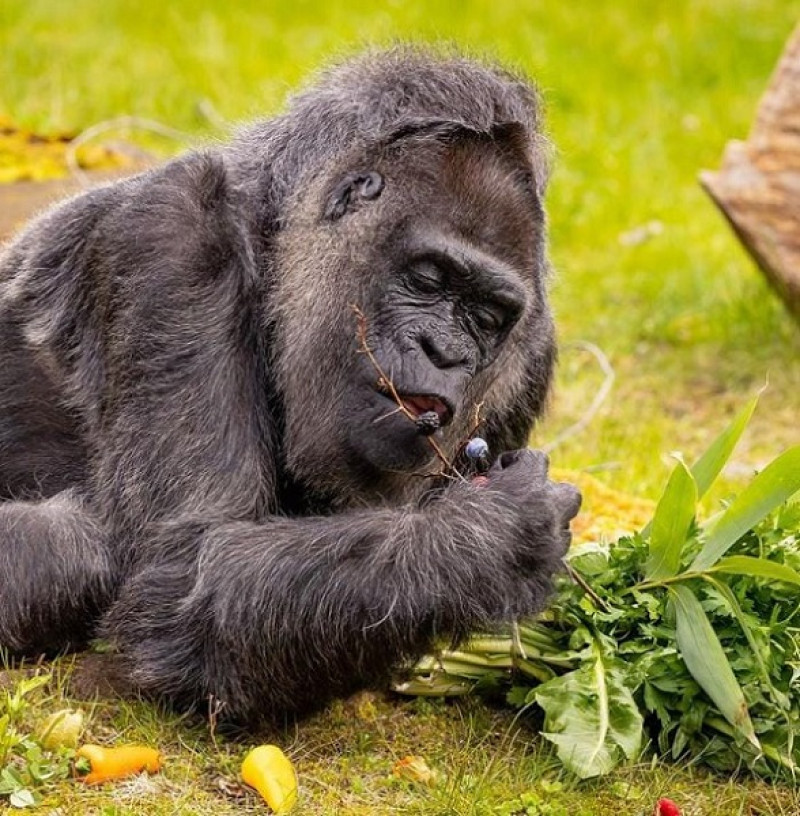 Fatou, la gorila más longeva del mundo. Foto: Zoológico de Berlín.