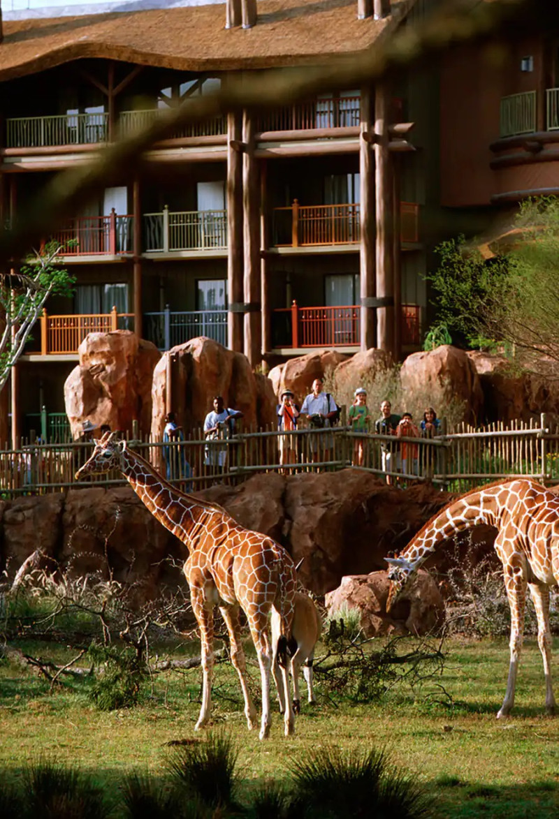Disney’s Animal Kingdom Lodge tiene tema del África y una sabana llena de jirafas, cebras y otros animales.