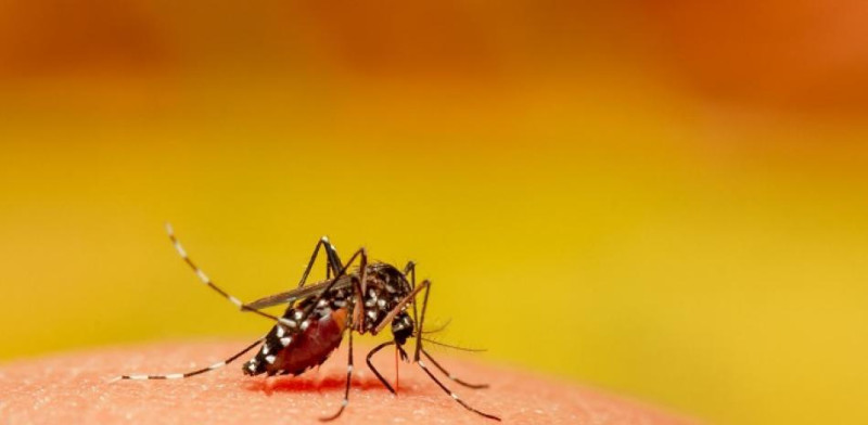 Mosquito transmisor de la malaria