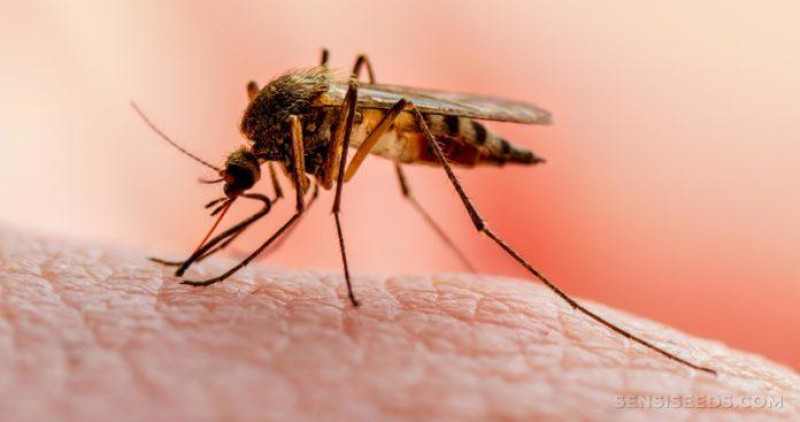 El mosquito anopheles es el vector de la malaria.