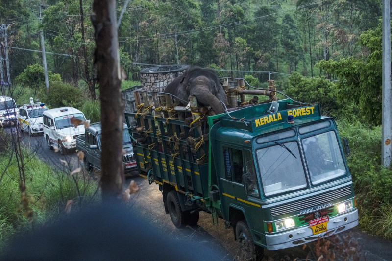 Esta fotografía tomada el 29 de abril de 2023 muestra a funcionarios forestales transportando el elefante salvaje 'Arikomban', en el distrito de Idukki