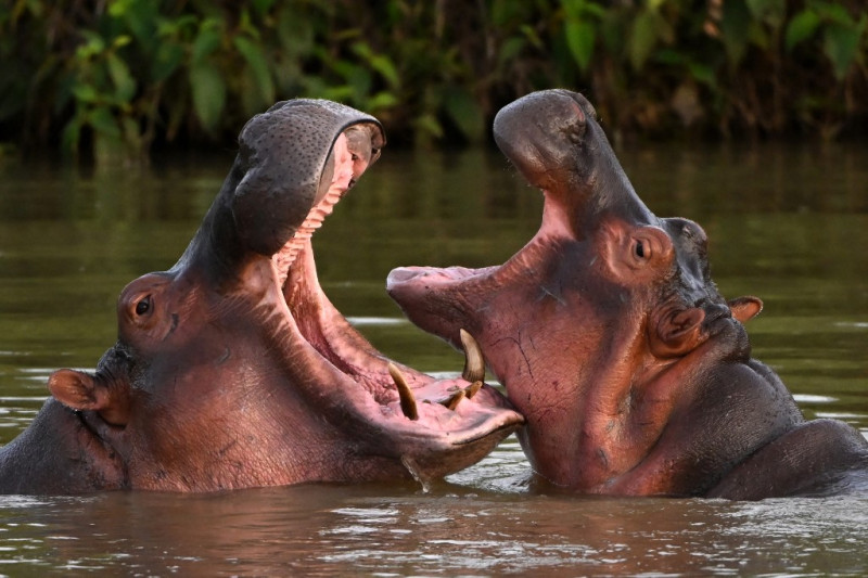 Los hipopótamos, descendientes de una pequeña manada introducida por el capo de la droga Pablo Escobar, se ven en la naturaleza en un lago cerca del parque temático Hacienda Nápoles, que alguna vez fue el zoológico privado de Escobar, en Doradal, Departamento de Antioquia, Colombia, el 19 de abril de 2019.