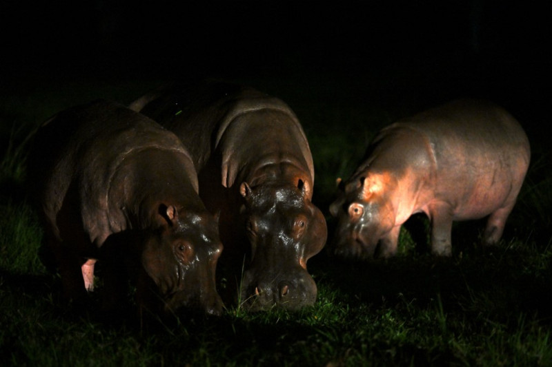 Los hipopótamos salvajes, descendientes de una pequeña manada introducida por el capo de la droga Pablo Escobar, comen hierba mientras deambulan cerca de las casas en Doradal, Departamento de Antioquia, Colombia, el 23 de abril de 2023, cerca del parque temático Hacienda Nápoles, una vez que el zoológico privado de Escobar.