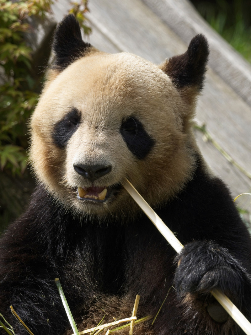 Oso panda Yuan Meng mientras come bambú.
