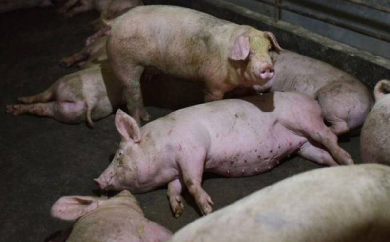Al cancelar los veterinarios, la peste porcina africana volvió al país en el año 2021.