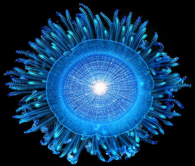 Las medusas de botón azul, conocidas por su nombre científico Porpita, flotan en la superficie del océano usando un disco redondo y se desplazan hacia donde las lleva la corriente.