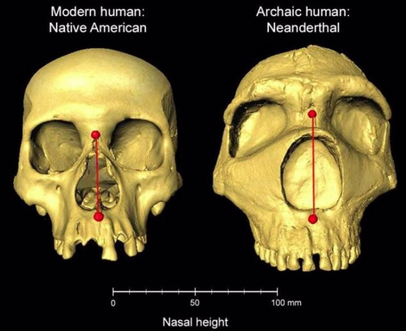 Cráneos humanos modernos y neandertales arcaicos uno al lado del otro, que muestran la diferencia en la altura nasal..