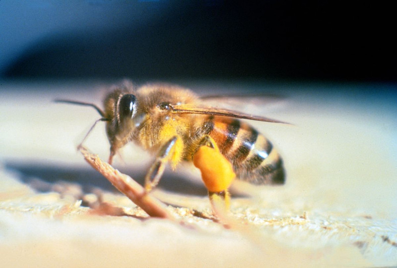 Las abejas africanizadas comúnmente llamadas abejas asesinas.