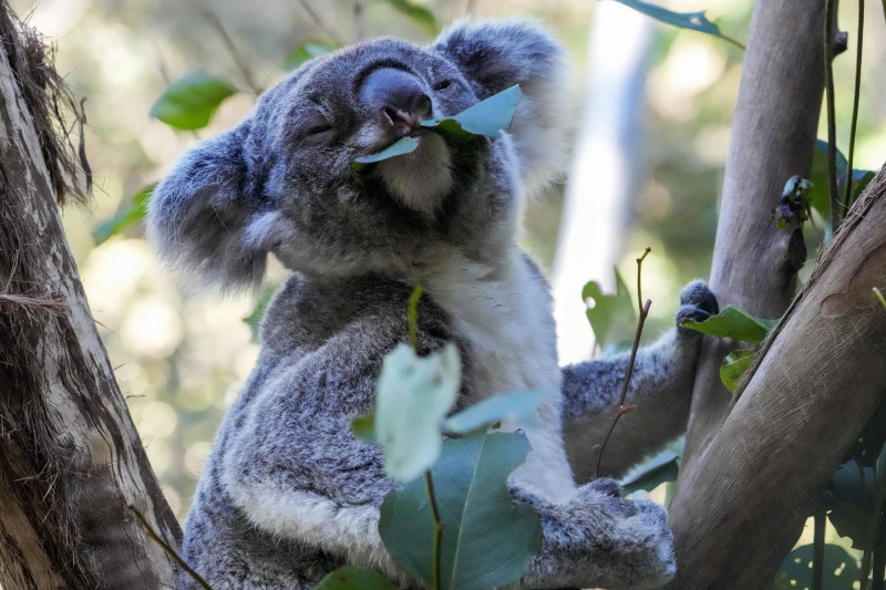 Un koala come hojas de goma en un parque de koalas en Sydney, Australia, el viernes 5 de mayo de 2023.