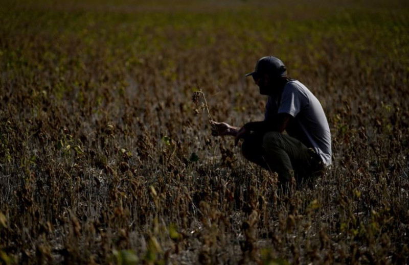 El ingeniero agrónomo Guillermo Lionel Cuitino sostiene una planta de soya arruinada por la sequía, el lunes 20 de marzo de 2023, en Pergamino, Argentina