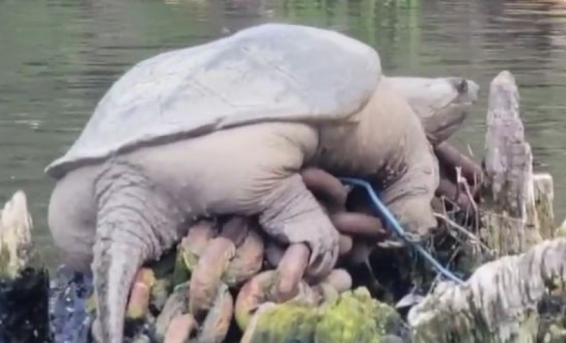La gorda tortuga captada en video y apodada "Gordosaurio"