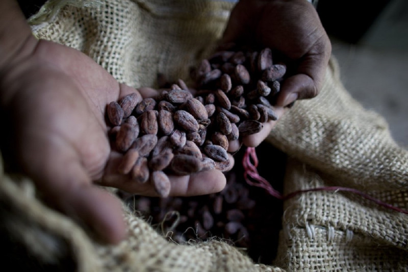 Las mujeres se han apropiado del sector de cultivo de Cacao en Venezuela.