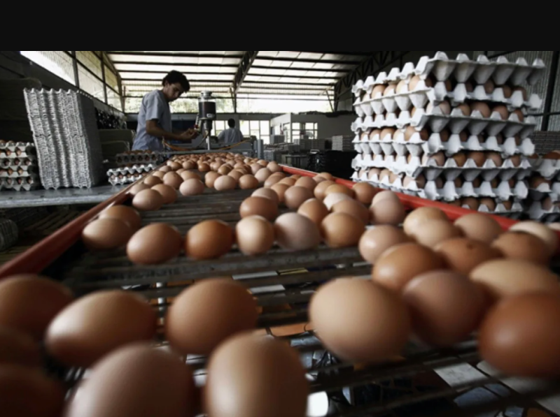 Avicultores muestran preocupación por la sobreproducción de huevos en el mercado nacional.