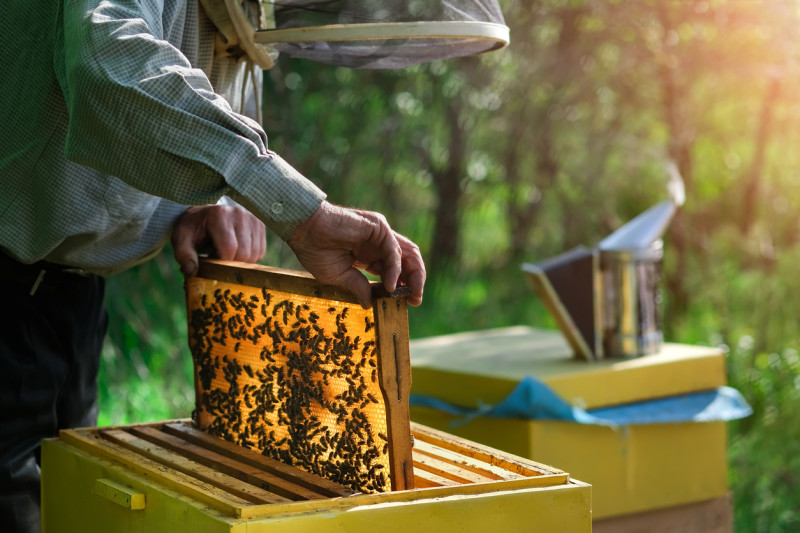 Día Mundial de las Abejas 2023 en RD