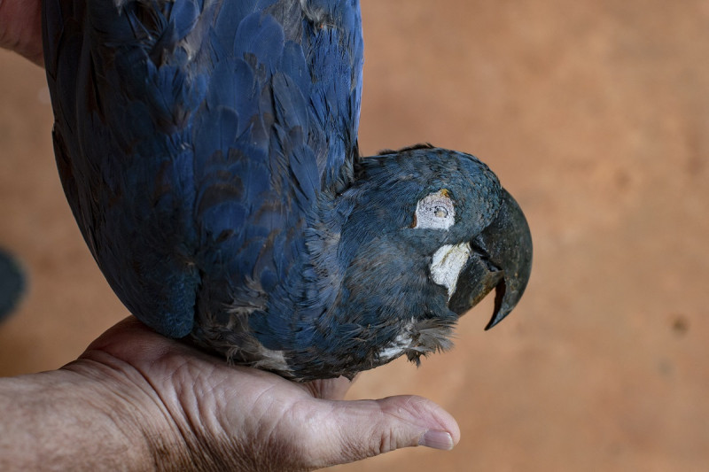 Un guacamayo de Lear (Anodorhynchus leari) muerto, electrocutado después de volar hacia una red eléctrica cerca del Complejo de Energía Eólica de Canudos, en Canudos, estado de Bahía, Brasil, el 6 de mayo de 2023.