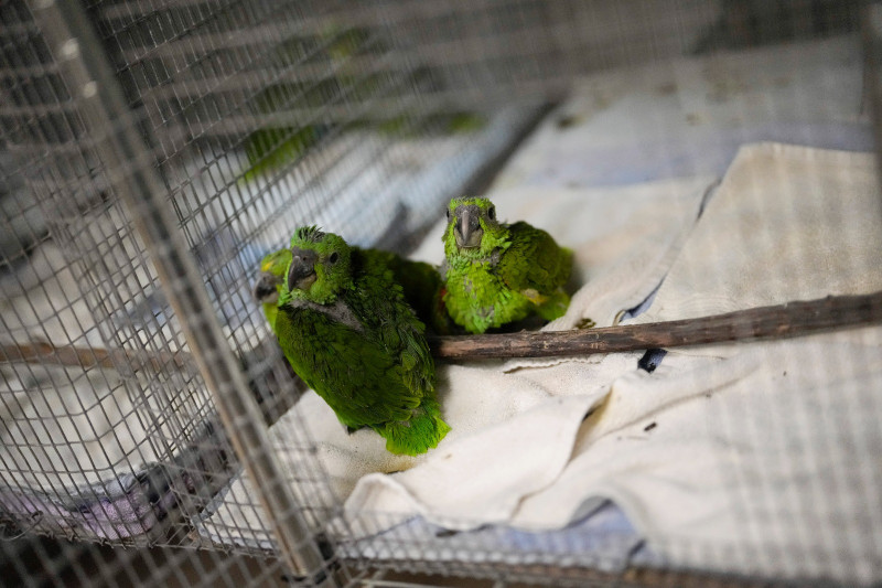 Crías de amazonas nuquigualdas en una jaula en la Fundación de Conservación de Especies Raras ien Loxahatchee, Florida.