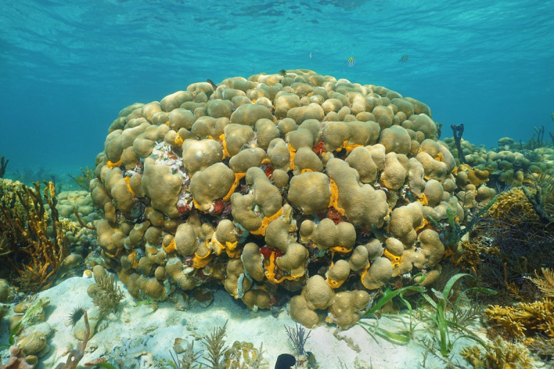 Arrecifes en peligro en el Caribe