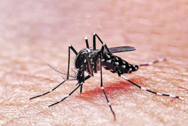 El dengue es transmitido por la picadura del mosquito.