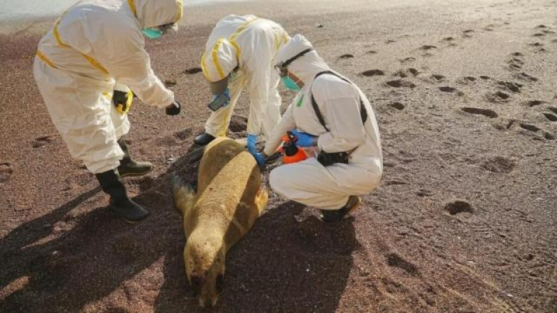 Tres técnicos inspeccionan el cadáver de un lobo marino en la Reserva Nacional de Paracas, en Perú,