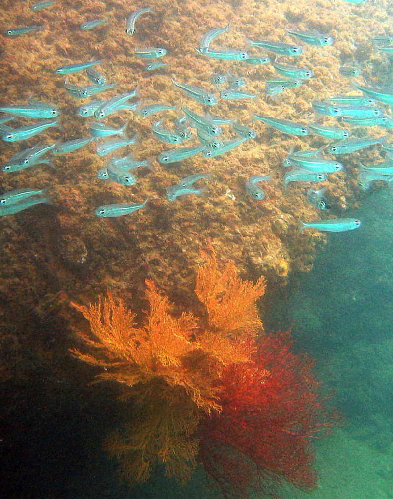 Para los corales, el aumento de la temperatura del planeta, la contaminación del agua y la sobrepesca les provocan estrés y causando el blanqueamiento del coral que, si permanece durante mucho tiempo, estos animales coloniales terminan muriendo. En la imagen, un grupo de peces sobre un arrecife de corales en aguas de Krabi (Tailandia).