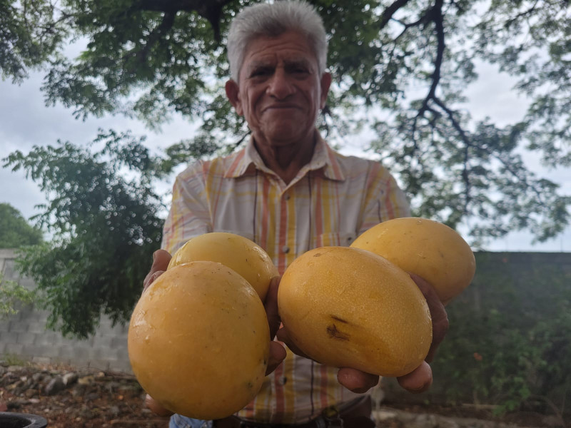 Onésimo Mejía, productor de mango y presidente ad vitam de la Asociación Banileja de Productores de Mango (Abapromango).