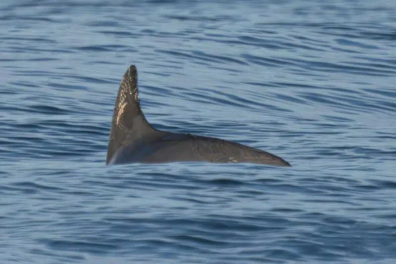 En esta fotografía cortesía de la sociedad de conservación de Sea Shepherd, una vaquita marina nada en el Golfo de California, en México, el 20 de mayo de 2023
