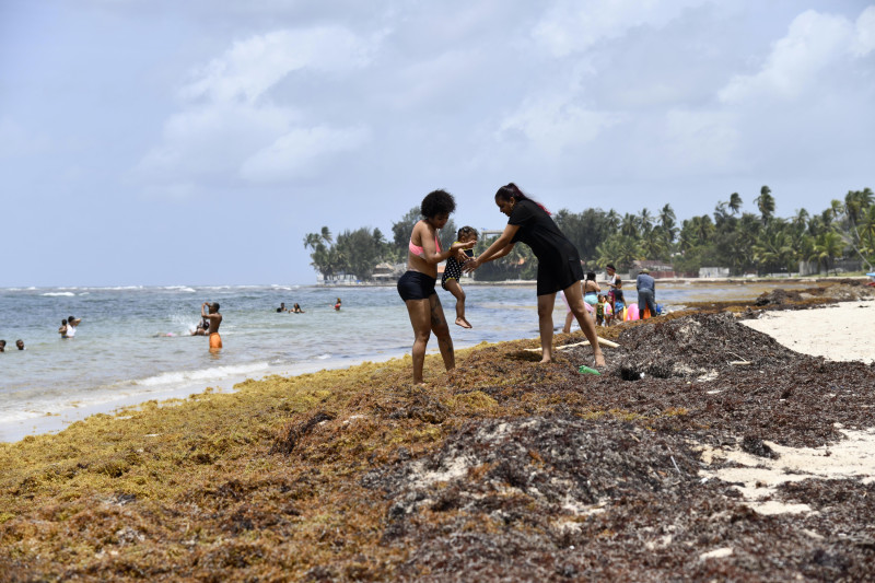 Bañistas han desistido de darse un chapuzón debido al exceso de algas marinas.