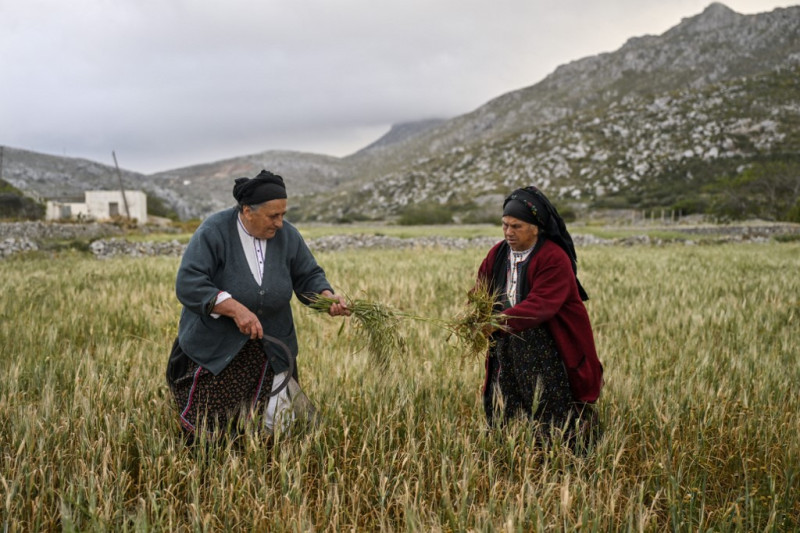 Anna Lentakis, de 67 años, (izquierda) limpia su tierra de malas hierbas en la aldea agrícola de Avlona, cerca de Olympos.