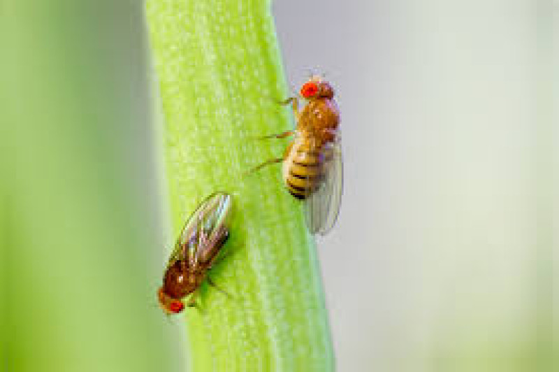 Las moscas de la fruta que ven el cadáver de otras moscas reducen su esperanza de vida