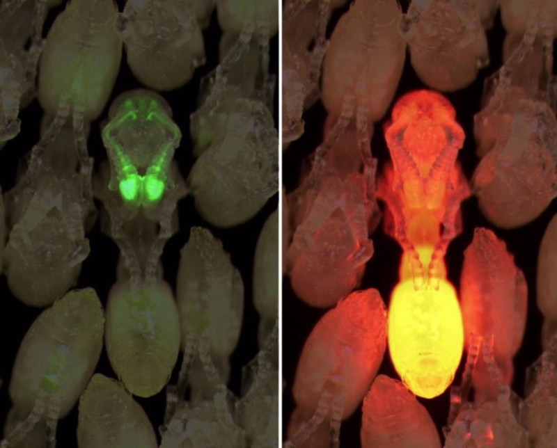 Una sola pupa de hormiga asaltante clonal transgénica está rodeada por pupas de tipo salvaje..

Las hormigas tienen un centro de procesamiento de la comunicación especializado que no se ha encontrado en otros insectos sociales, según publican investigadores en la revista 'Cell'.

POLITICA INVESTIGACIÓN Y TECNOLOGÍA
TAYLOR HART