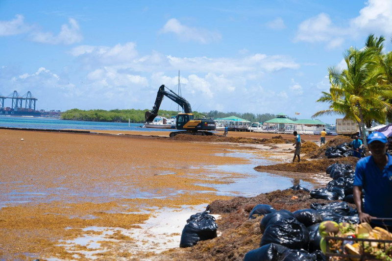 Limpieza del sargazo en la playa Boca Chica
