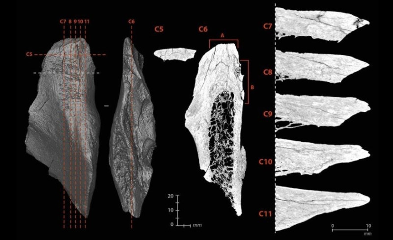 Vistas microtomográficas del daño interno de la herramienta multifuncional.