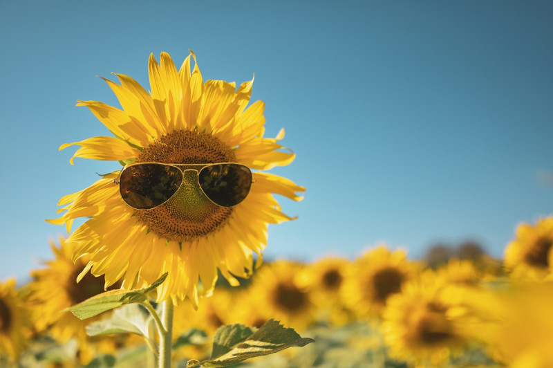 Este miércoles 21 de junio ocurre el solsticio de verano en el hemisferio norte.