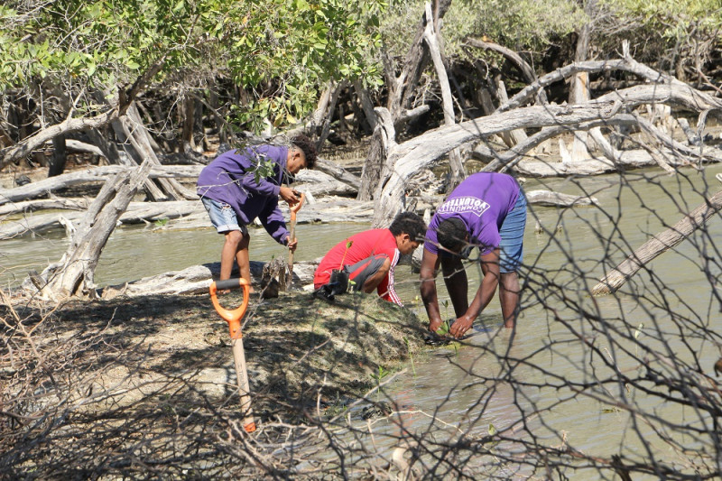 Jóvenes cangrejeros plantando mangles en el refugio de vida silvestre Manglares de Puerto Viejo