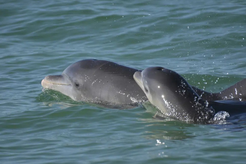 Una madre delfín junto a su cría.
