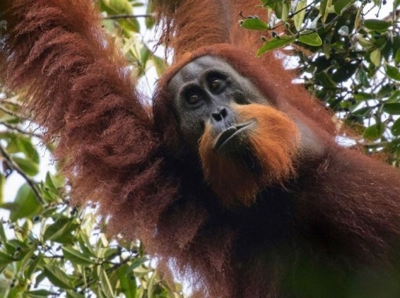 Un Armagedón ecológico amenaza al orangután de Tapanuli, la séptima especie de Gran Simio descubierta en 2017.